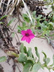Petunia integrifolia