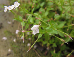 Lindernia procumbens