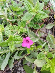 Petunia integrifolia