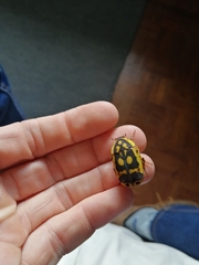 Pachnoda fissipunctum