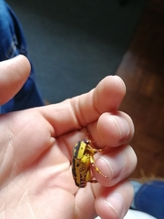 Pachnoda fissipunctum