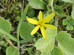 Gagea bohemica