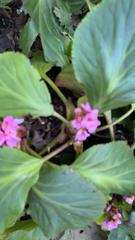 Bergenia crassifolia