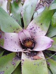 Neoregelia