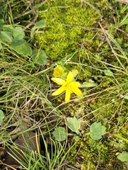 Gagea bohemica