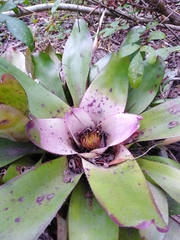 Neoregelia