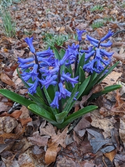 Hyacinthus orientalis