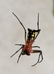 Micrathena funebris