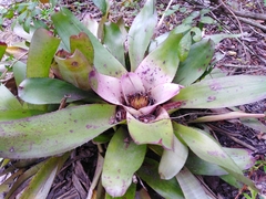 Neoregelia