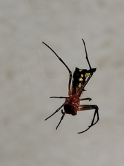 Micrathena funebris