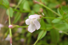 Lindernia procumbens