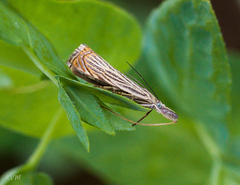 Chrysoteuchia culmella