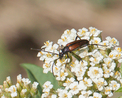Stenurella melanura