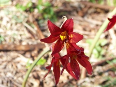Zephyranthes bifida