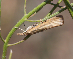 Pediasia luteella