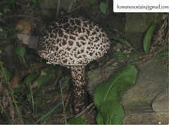Strobilomyces seminudus