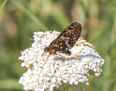Melitaea