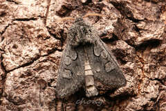 Psaphida palaearctica