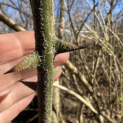 Smilax bona-nox