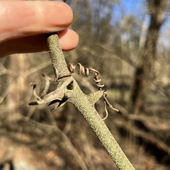 Smilax bona-nox