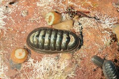 Ischnochiton australis