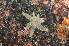 Allostichaster polyplax