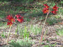 Zephyranthes bifida
