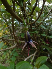 Fuchsia × colensoi