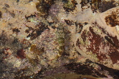 Bovichtus angustifrons