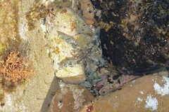 Allostichaster polyplax