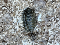 Lepidochitona cinerea