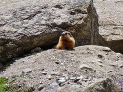 Marmota