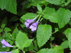 Clinopodium grandiflorum