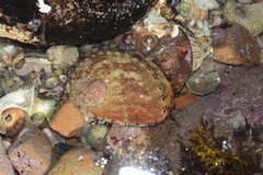 Haliotis rubra