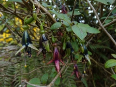 Fuchsia × colensoi