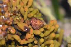 Prothalotia pulcherrima