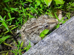Leptodactylus macrosternum