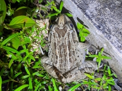 Leptodactylus macrosternum