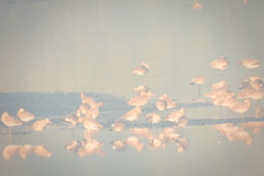 Limosa limosa melanuroides