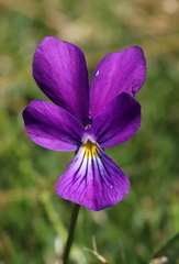 Viola lutea