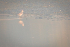 Limosa limosa melanuroides