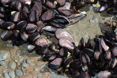 Brachidontes rostratus