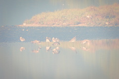 Limosa limosa melanuroides