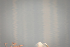 Limosa limosa melanuroides