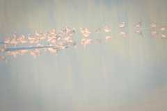 Limosa limosa melanuroides