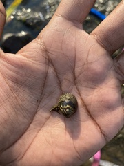 Neripteron violaceum