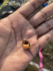 Neripteron violaceum