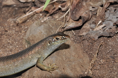 Trachylepis comorensis