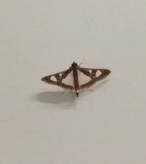 Glyphodes bivitralis