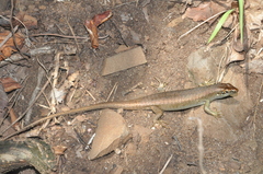 Trachylepis comorensis